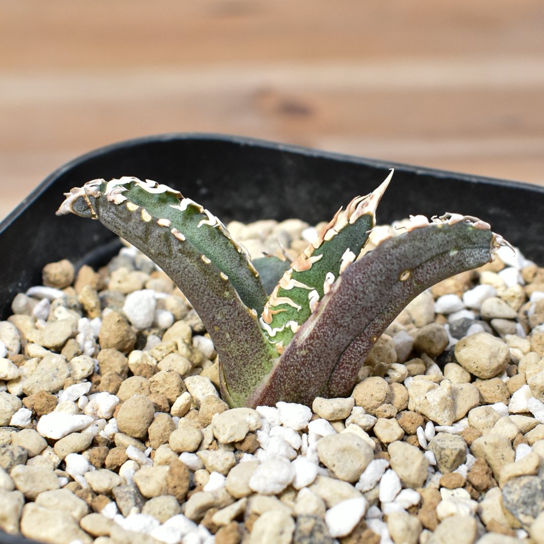 Agave titanota Godzilla　アガベ　チタノタ　ゴジラ アガベ チタノタ ゴジラ 