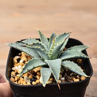 アガベ ハイブリット "特選血雷×象牙妖炎" (血斑無し個体)【台湾botanical_seeker産/選抜株】RF25011810