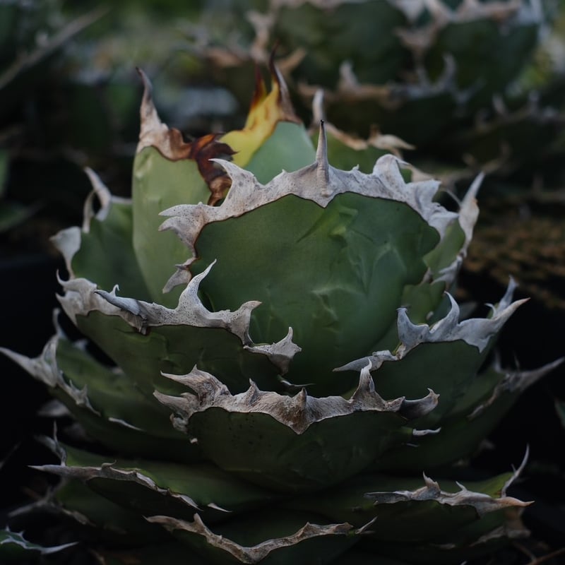 アガベ　チタノタ　蟹　親株 図鑑 – アガベ チタノタ カニ(螃蟹) – 品種紹介 | アガベ図鑑