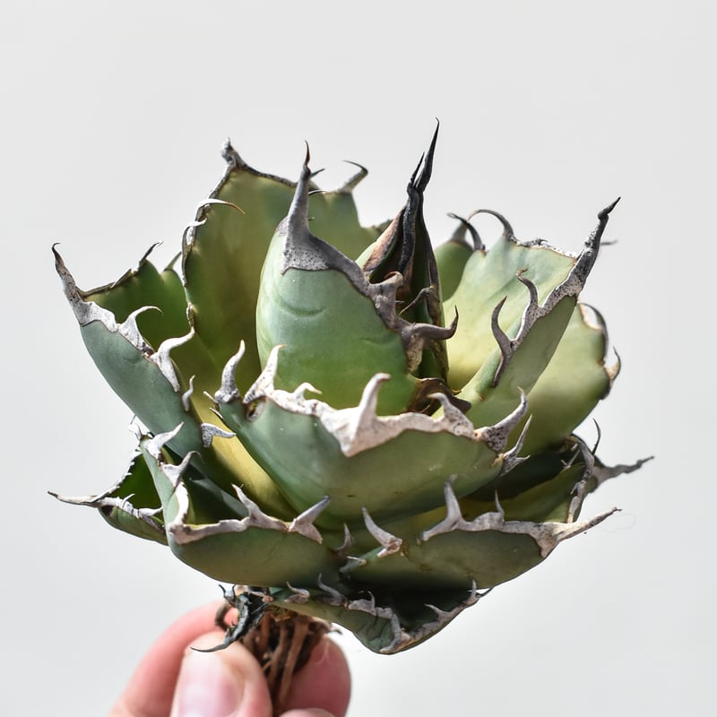 アガベ チタノタ 