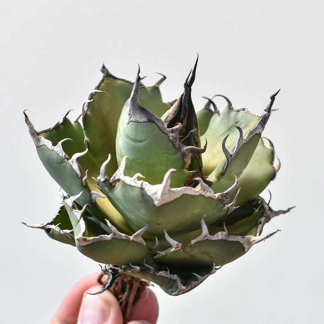 アガベ チタノタ 