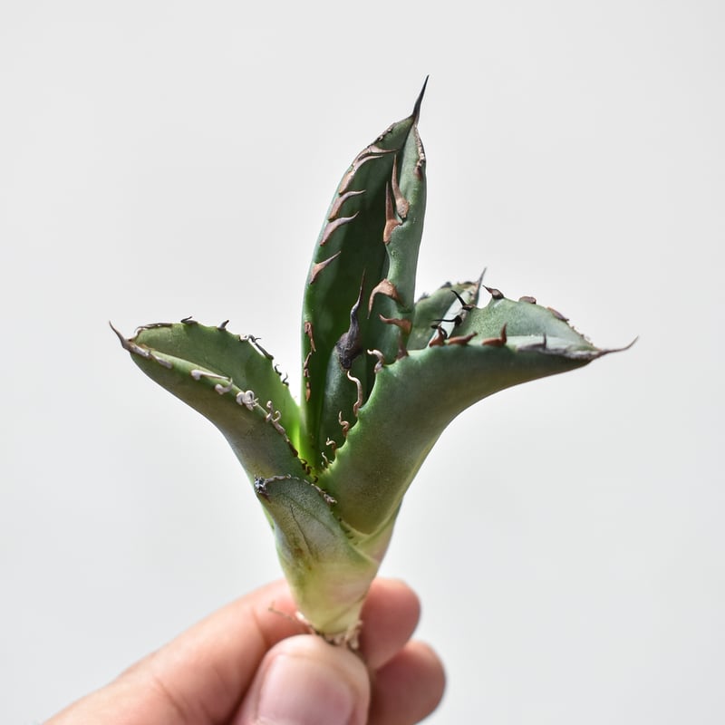 【極上血統】台湾株　agave titanota ホワイトファイヤー アガベ チタノタ ホワイトファイヤー / 白炎, 白火焔 