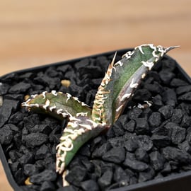 4月6日(日)20:00~】裏刺ブツブツ系の最高峰！台湾Dennis産のDennis018を