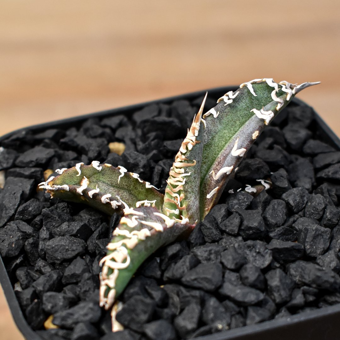 アガベ 台湾ゴジラ　当店オリジナルTC 子株　限定100個 アガベ オテロイ