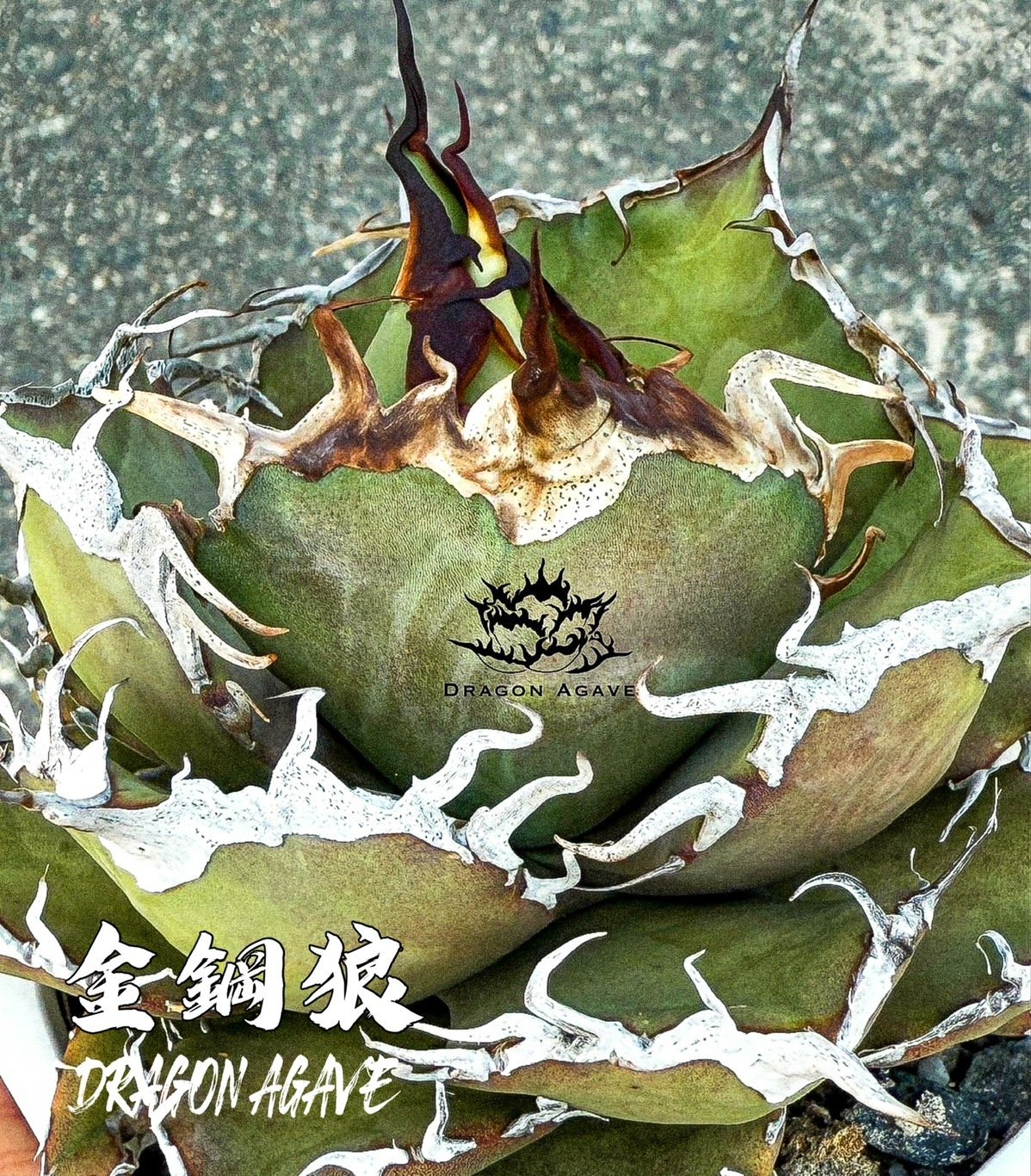 アガベ チタノタ ウルヴァリン / 金剛狼 【台湾 dragon agave産/子株