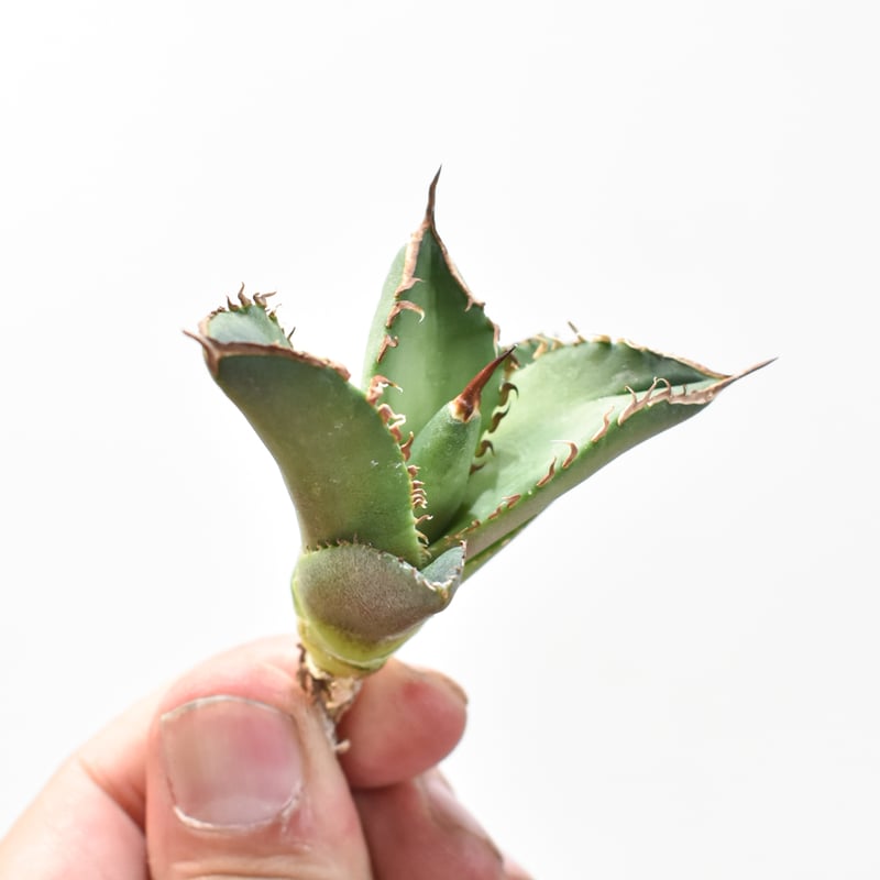 アガベ チタノタ DENNIS040 