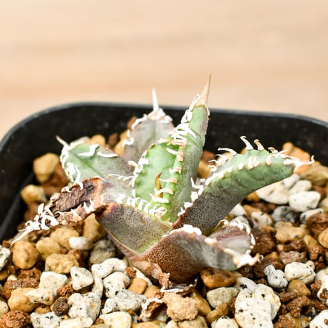 アガベ GODZILLA Agave titanota 'Godzilla' 2023年9月28日にお迎え。 DRAGON