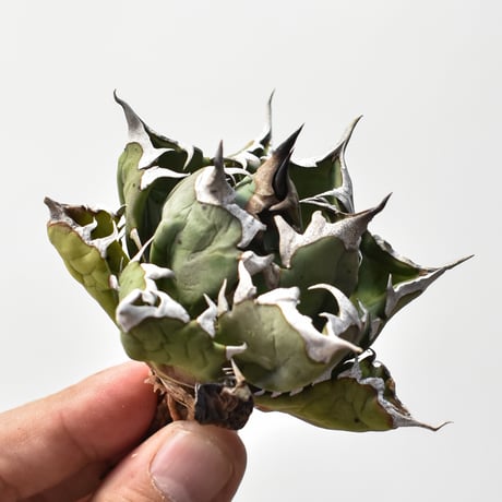 アガベ姫厳龍 | STORES