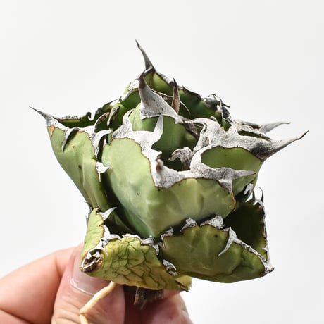 アガベ チタノタ クラブ "精品螃蟹"【台湾dragon agave産/中株/抜き苗】A DG2402594(T)