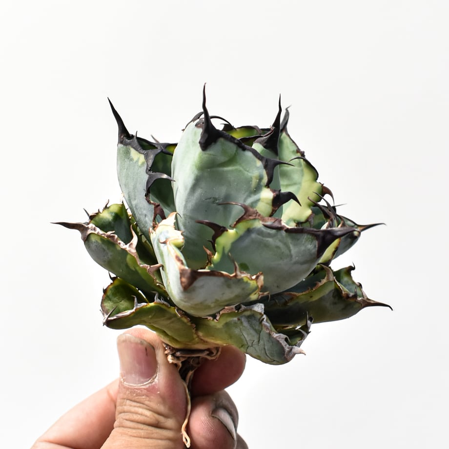 69ead8fbdf8567450ace809a