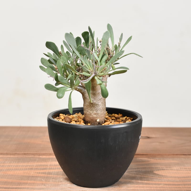 【美形】オトンナ☆ユーフォルビオイデス　黒鬼城B Othonna euphorbioides / オトンナ ユーフォルビオイデス（黒鬼城