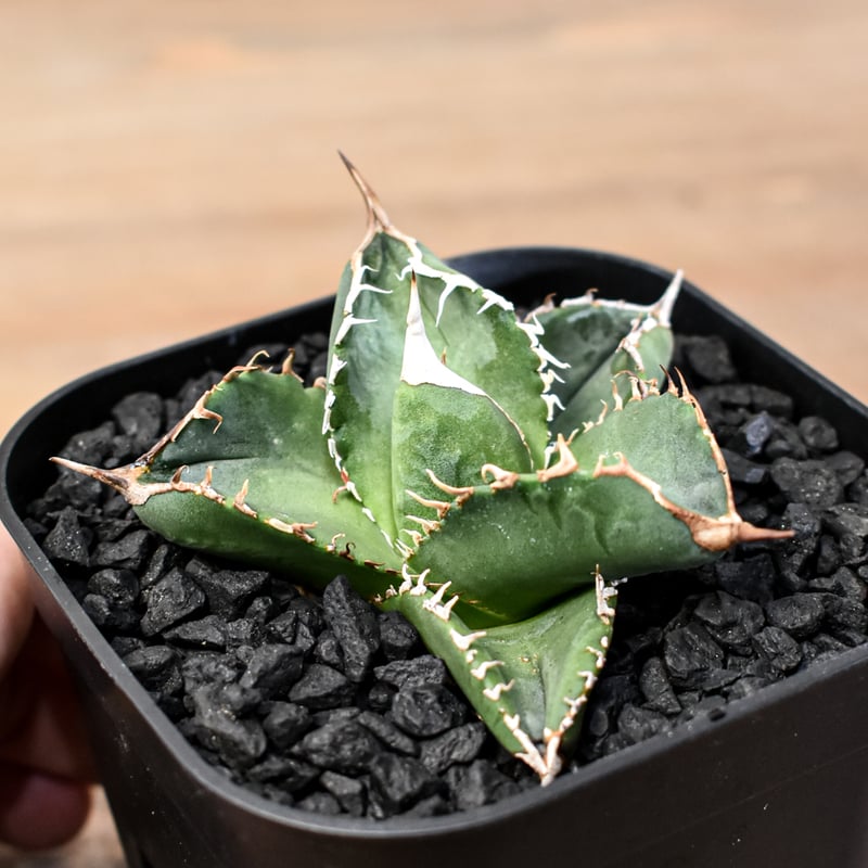 EMP アガベ チタノタ 無銘 イラン産 / AG38 ね*み様 ⑤ アガベ ドワーフ 特大 チタノタ イラン産極上株 輸入