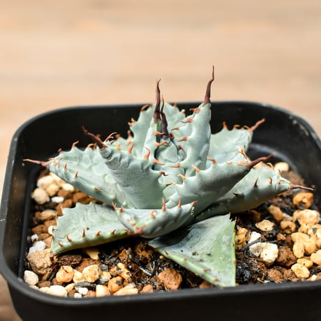 RAFLUM POT LAB. 陶器鉢 アガベ 塊根 新品 アガベ、塊根植物の植木鉢 YOKOYAMA CAUDEX ART横山雄一作の陶器