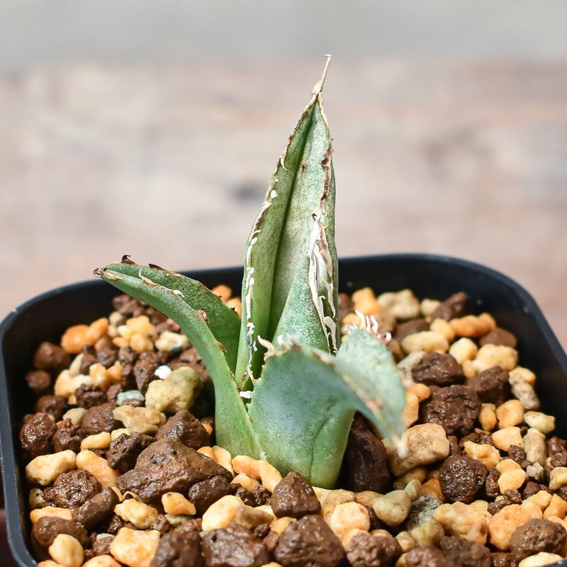 アガベ 笹の雪 イシスメンシス ハイブリッド US産 from Jeremy くまの