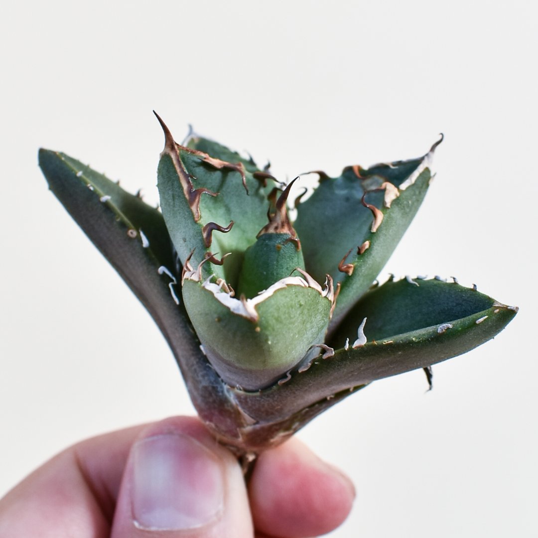 アガベ　鬼爪中株　アガベ　ピカチュウ アガベ チタノタ 