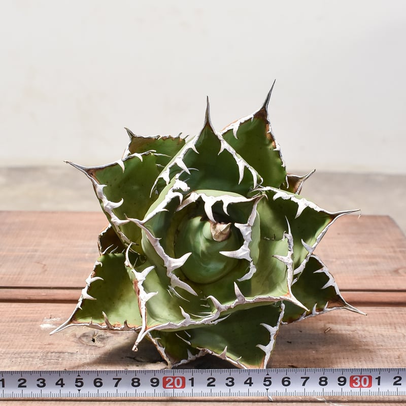アガベ　チタノタ　魚刺　WH NURSERY アガベ チタノタ 魚刺 WH NURSERY アガベ チタノタ 魚刺 Agave