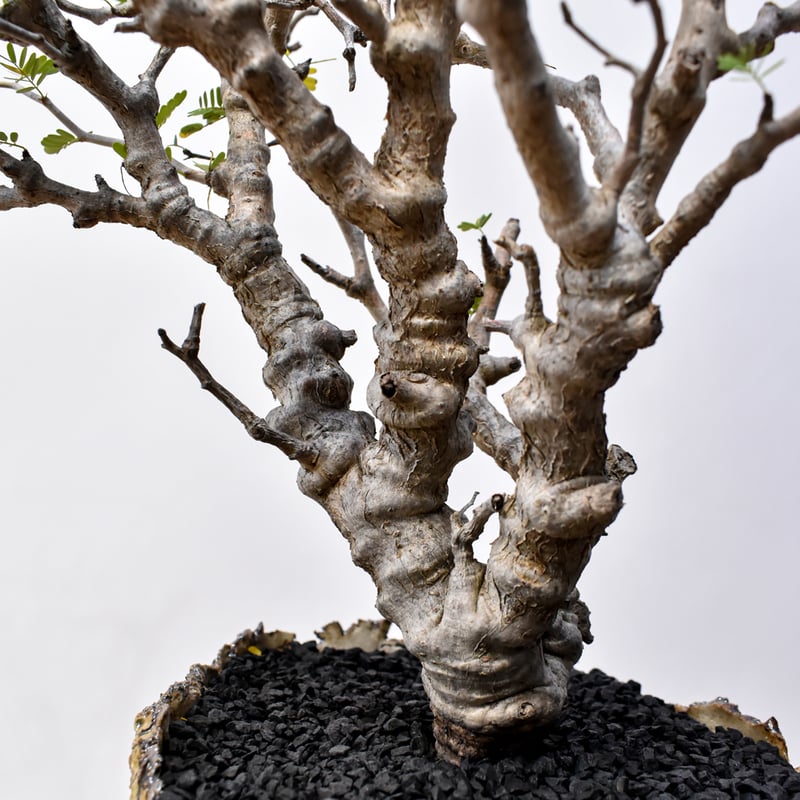 センナ メリディオナリス 