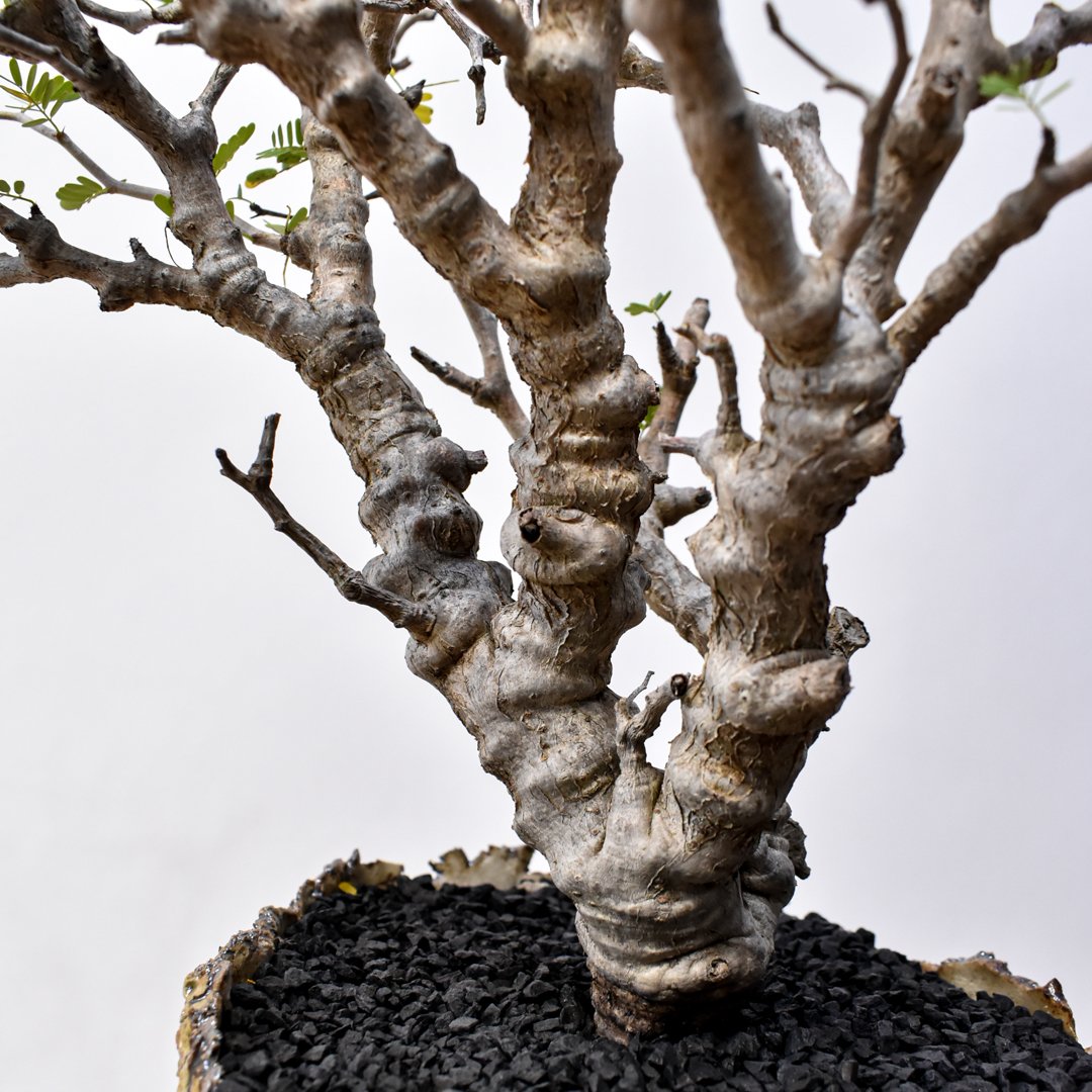 センナ メリディオナリス 