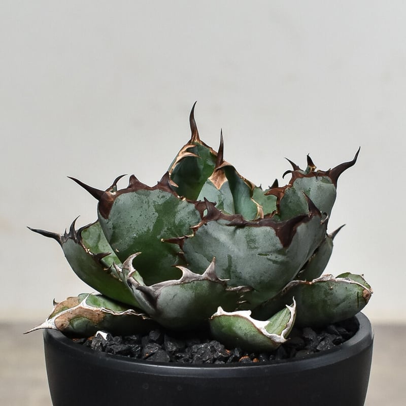 アガベ チタノタ ブラックアンドブルー 