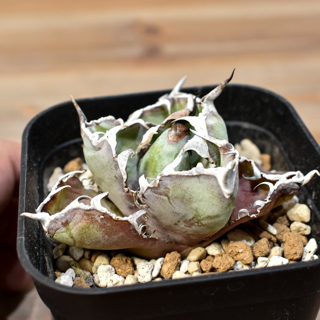 J*y様 F12000★オークション販売★ 巨大株 イラン産 アガベ チタノタ J*y様 F12000☆オークション販売☆ 巨大株 イラン産 アガベ