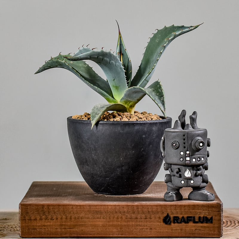 アガベ パリー 【白肌】 RF22736 | RAFLUM / ラフラム｜東京、大阪の塊