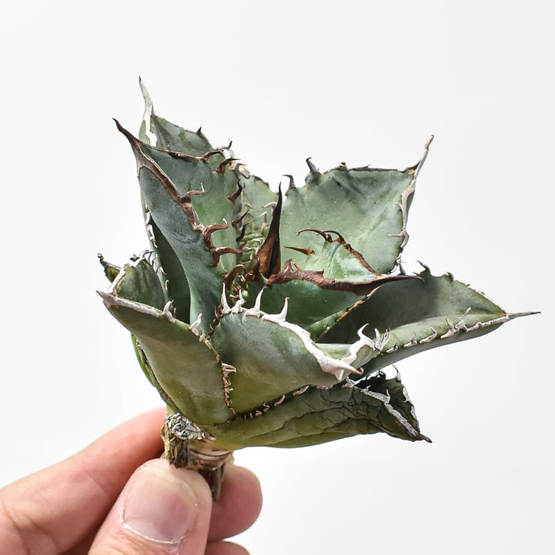 K*K様 F12112★オークション★イラン産 アガベ チタノタ ドラゴンクロー K*K様 F12112☆オークション☆イラン産 アガベ チタノタ ドラゴン