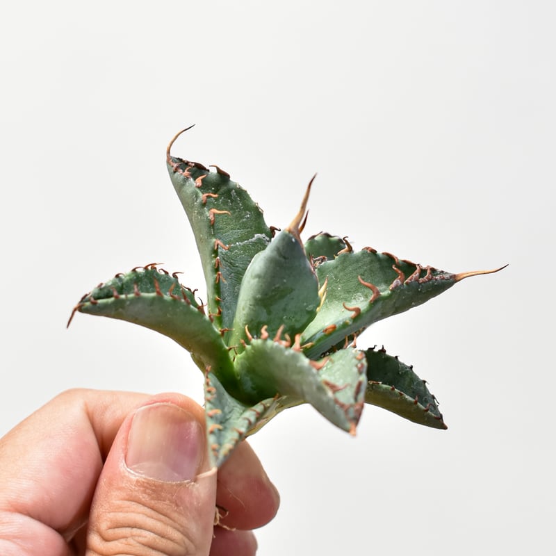 Agave エボリスピナ × BB hybrid ブラックアンドブルー アガベ エボリスピナ × ブラックアンドブルー ハイブリッド BB 子株