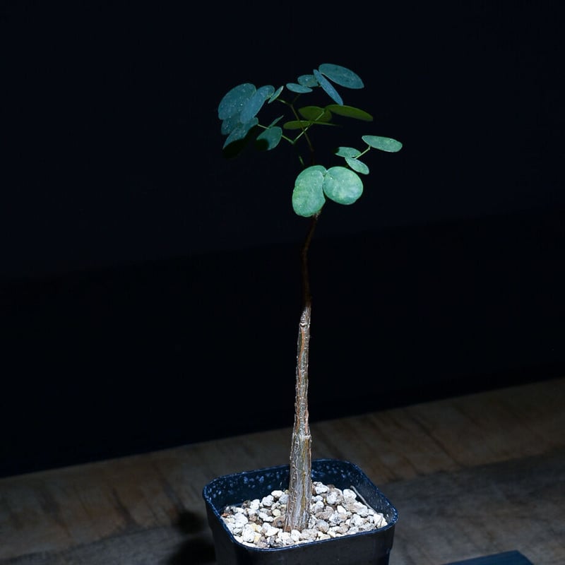 デロニクスプミラ デロニクス・プミラ | 多肉植物・特別な鉢の販売 | トーキー | TOKY