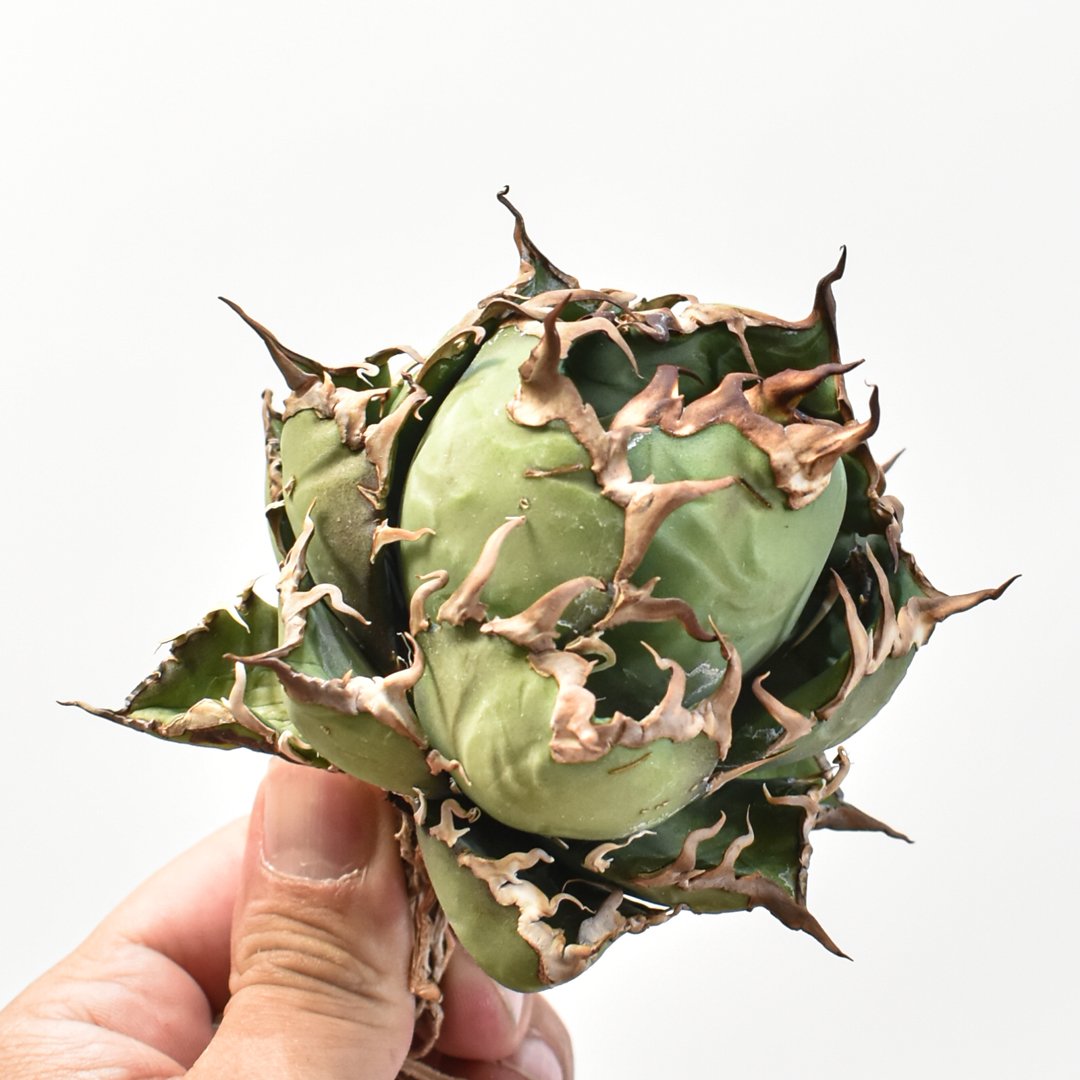 アガベ チタノタ シーザー / 精品凱撒 【台湾 dragon agave産/中株 