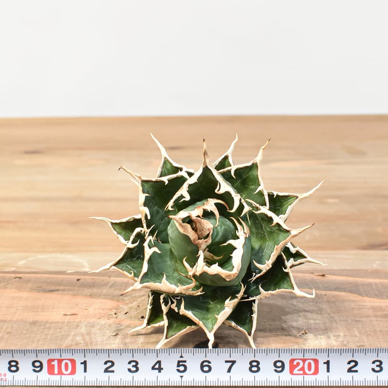 5CLAW】アガベ チタノタ 