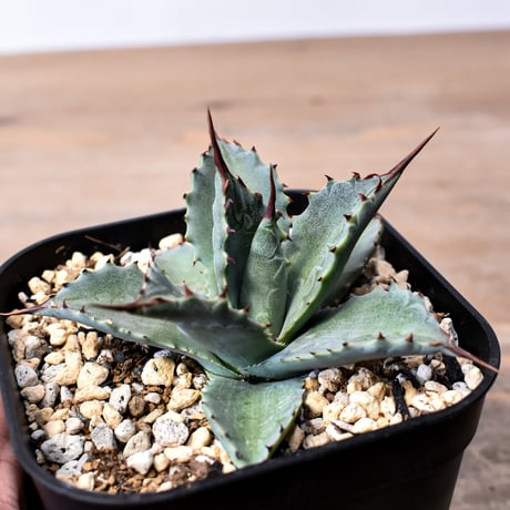 アガベ ハイブリット 曙光 ×（パラサナ、イシスメンシス）【台湾botanical_seeker産】L RF25011583