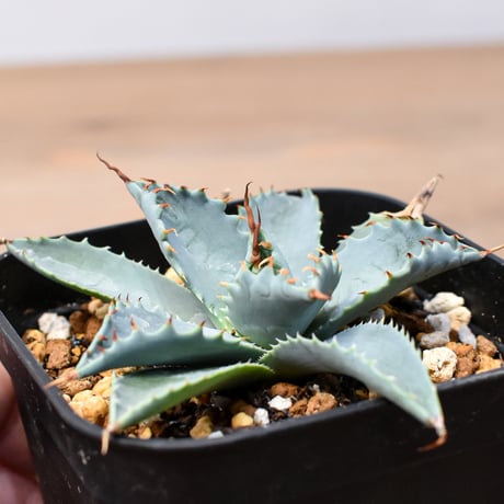 アガベ ハイブリット 日系イシスメンシス×象牙妖炎（陽炎エボリ）【台湾botanical_seeker産】RF25011365