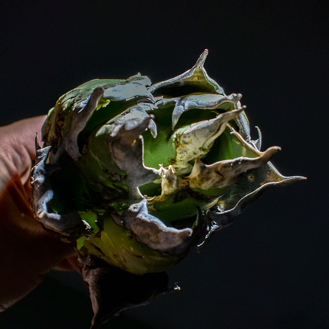 アガベ oaxaca oteroi 綴化 変異株 オアハカ オテロイ レア アガベ