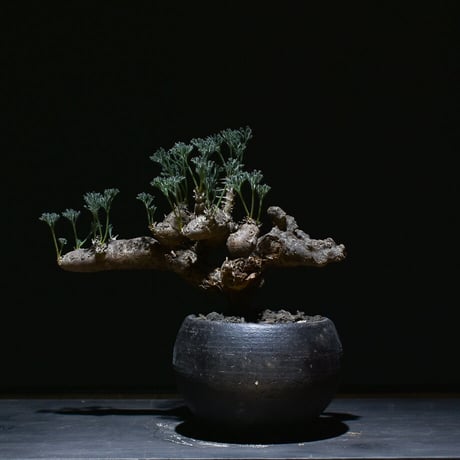 サルコカウロン・ムルチフィズム 良型陶器鉢付き サルコカウロン・ムルチフィズム 良型陶器鉢付き