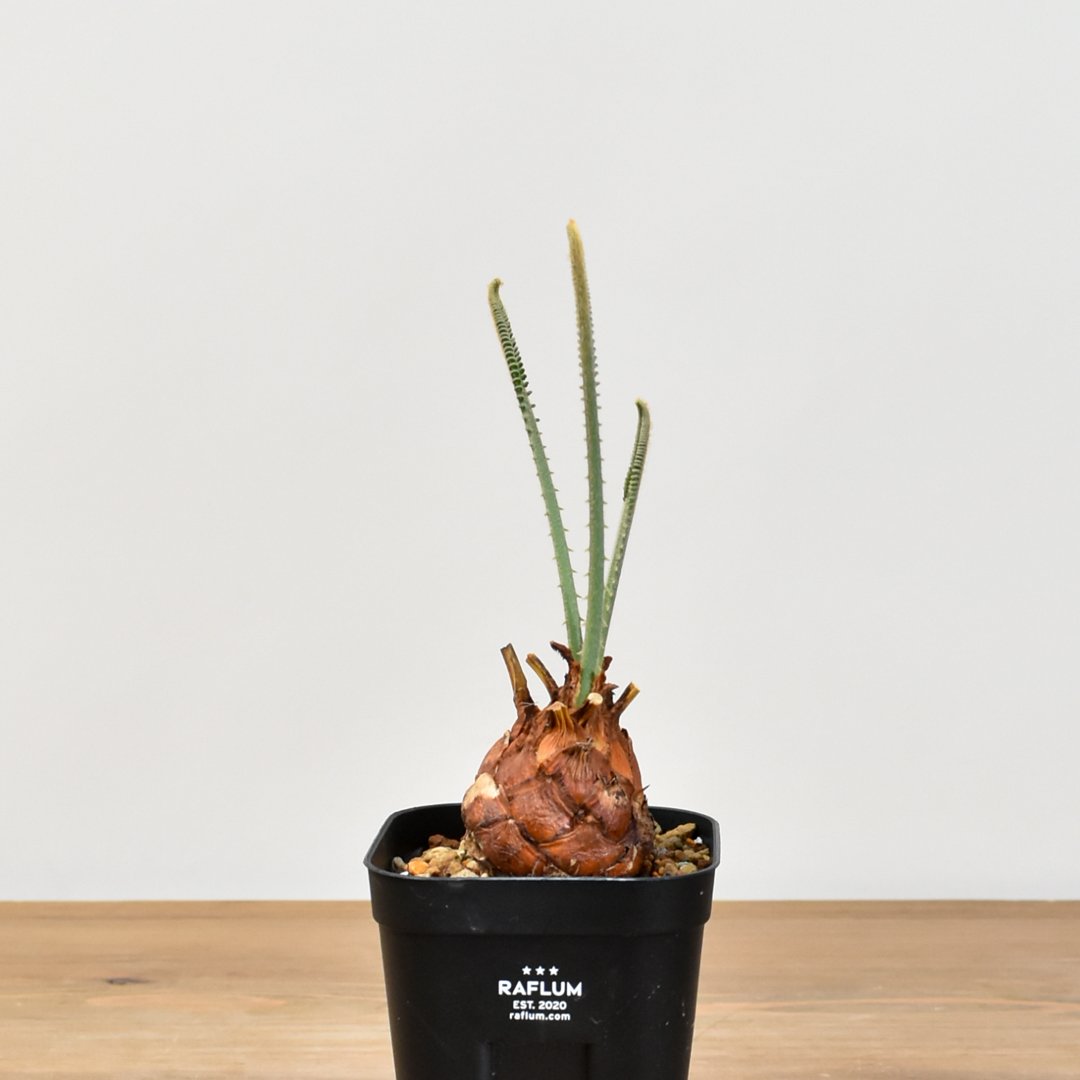 サイカス　カイルンシアナ　実生 サイカス カイルンシアナ 【実生】RF25011357 | RAFLUM / ラフラム