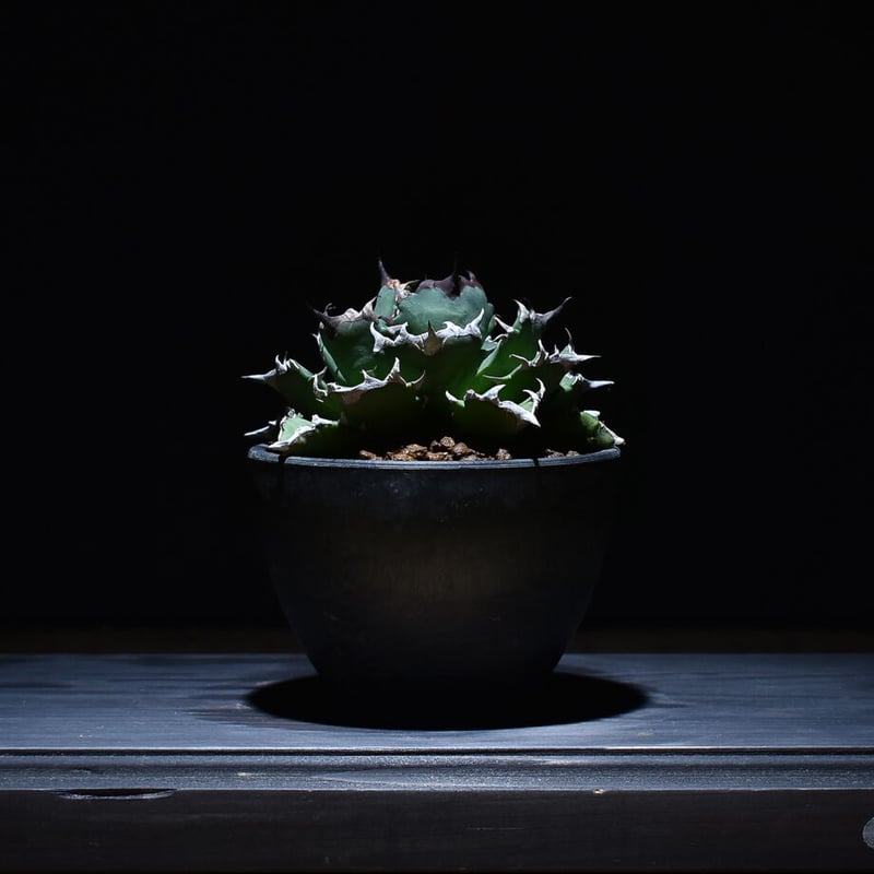 大型　アガベ　チタノタ　ドワーフ アガベ チタノタ ドワーフ agave titanota dwarf No.2 | mana