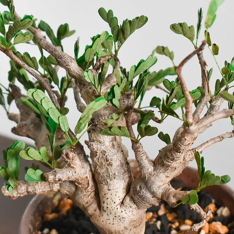 センナ メリディオナリス 【市場価値も高騰中！！盆栽のような雰囲気を