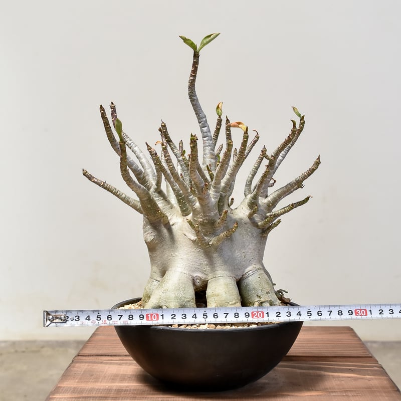 アデニウム アラビカム【発根済み】HK2400025 | RAFLUM