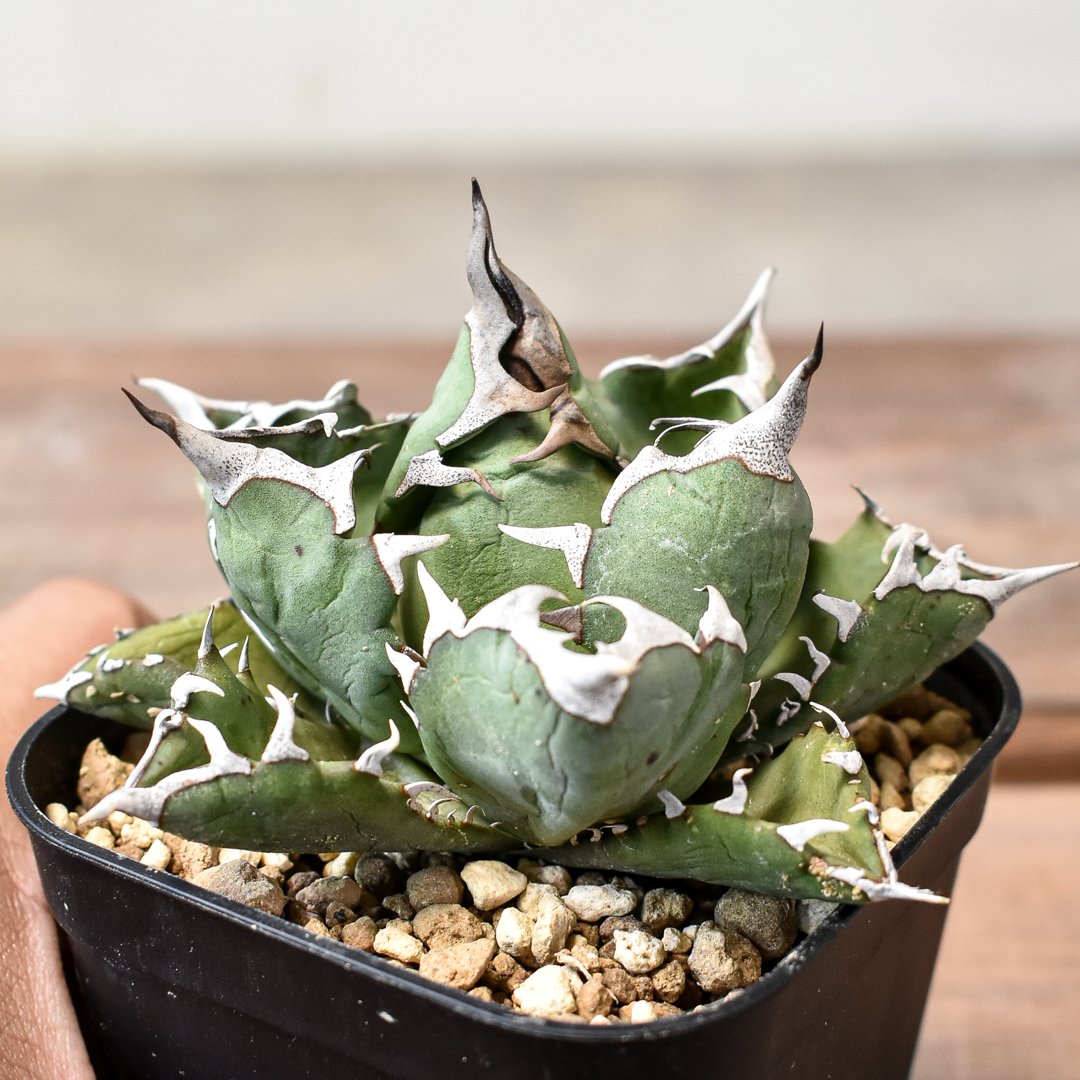 AGAVE TITANOTA FO076 DWARF】アガベ チタノタ FO76ドワーフ 子株