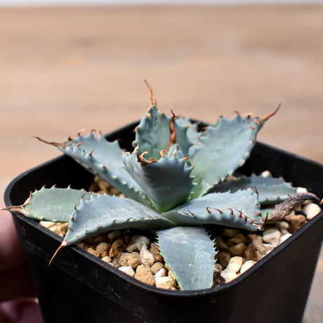 アガベ ハイブリット 日系イシスメンシス×象牙妖炎（陽炎エボリ）【台湾botanical_seeker産】RF25011363