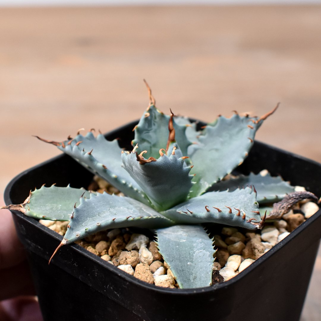 アガベ ハイブリット 日系イシスメンシス×象牙妖炎（陽炎エボリ