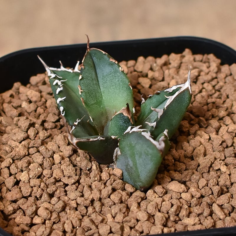 白火焔　ホワイトファイア アガベ チタノタ ホワイトファイヤー/白火焔 WF-01 | アガベ専門