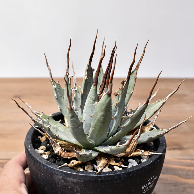 アガベ Dennis hybrid 妖炎X甲妖 /エボリスピナ×（イシスメンシス