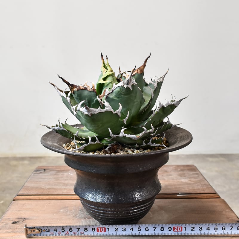 RAFLUMコレクション】アガベ チタノタ チーター 