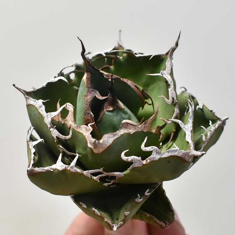 アガベ チタノタ 