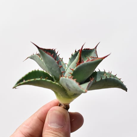 アガベ ハイブリット 曙光 ×（パラサナ、イシスメンシス）【台湾botanical_seeker産】A RF25011572