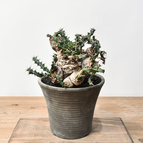 ユーフォルビアクラビゲラ | STORES