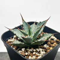 アガベ オテロイ チタノタ ディアボロビアンコ 中株 アガベ オテロイ チタノタ ディアボロビアンコ 中株 【公式通販】