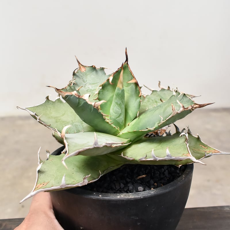 アガベ チタノタ 