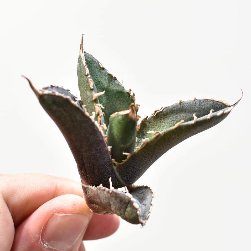 アガベ 紅龍 紅牡丹実生 裏表刺 第四種速達便抜き苗発送 【公式通販】